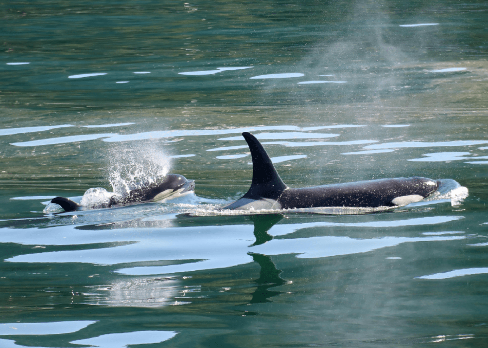 a small boat in a body of water